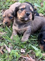 Longhair male 1, a male Miniature Dachshund for sale in Unionville, VA – Photo 3 of 6