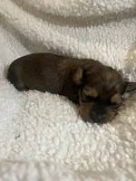 Longhair male 1, a male Miniature Dachshund for sale in Unionville, VA – Photo 5 of 6