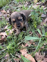 Longhair male 1, a male Miniature Dachshund for sale in Unionville, VA – Photo 4 of 6
