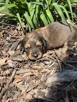 Longhair male 1, a male Miniature Dachshund for sale in Unionville, VA – Photo 1 of 6