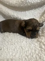 Longhair male 1, a male Miniature Dachshund for sale in Unionville, VA – Photo 6 of 6