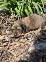Longhair male 1, a male Miniature Dachshund for sale in Unionville, VA – Photo 2 of 6