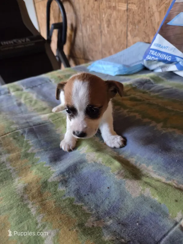 Jet – Jack Russell Terrier puppy for sale in Pisgah Forest, NC