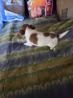 Jet, a male Jack Russell Terrier for sale in Pisgah Forest, NC – 3 of 5