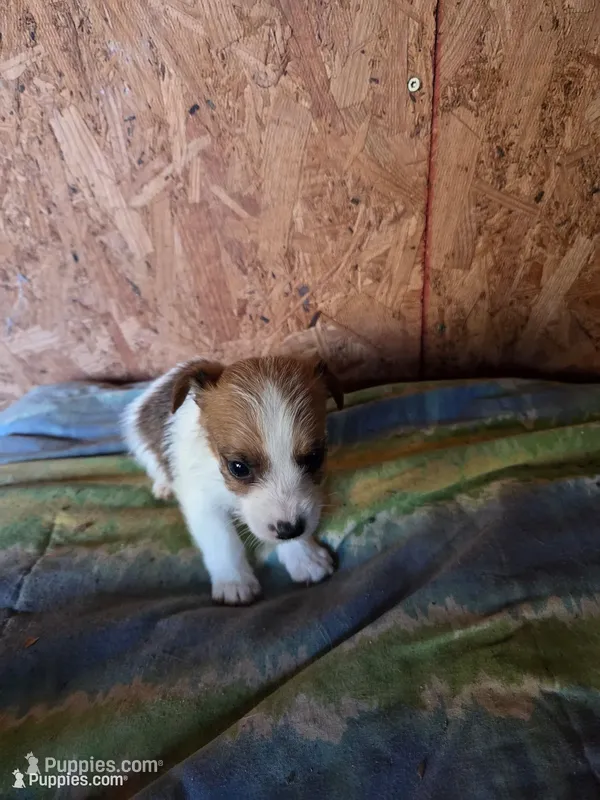 Chase – Jack Russell Terrier puppy for sale in Pisgah Forest, NC