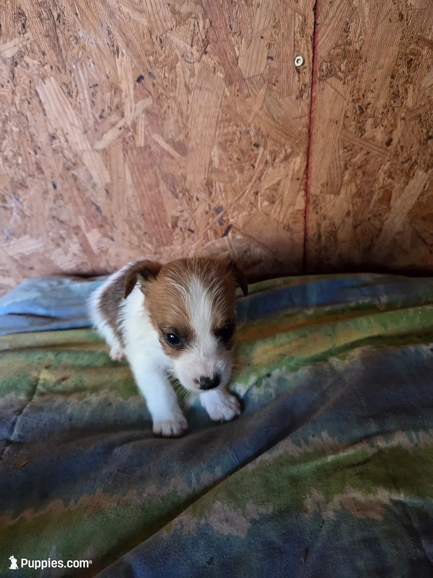 Chase, a male Jack Russell Terrier for sale in Pisgah Forest, NC – 1 of 4