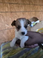 Chase, a male Jack Russell Terrier for sale in Pisgah Forest, NC – 3 of 4