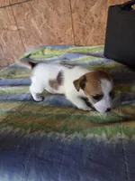 Jack, a male Jack Russell Terrier for sale in Pisgah Forest, NC – 3 of 4