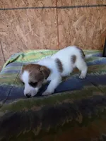 Jack, a male Jack Russell Terrier for sale in Pisgah Forest, NC – 2 of 4
