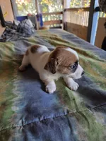 Jet, a male Jack Russell Terrier for sale in Pisgah Forest, NC – 2 of 5
