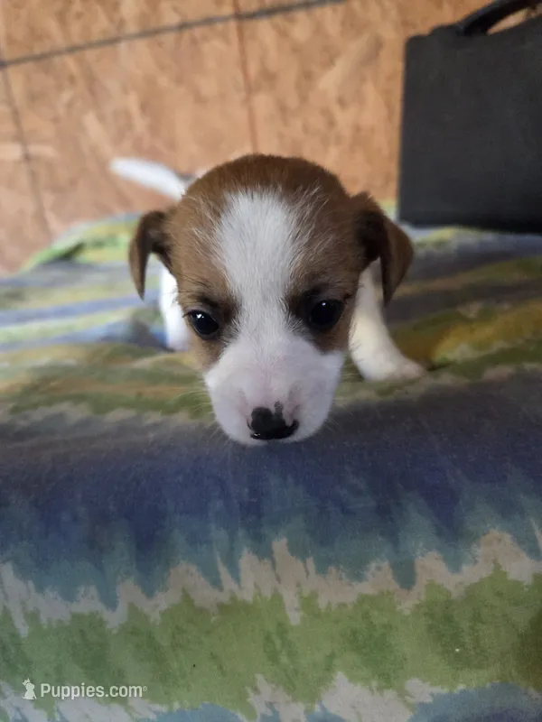 Jack – Jack Russell Terrier puppy for sale in Pisgah Forest, NC