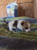 Chase, a male Jack Russell Terrier for sale in Pisgah Forest, NC – 2 of 4