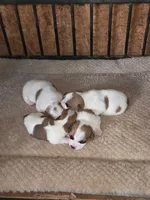 Jet, a male Jack Russell Terrier for sale in Pisgah Forest, NC – 5 of 5
