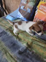 Jet, a male Jack Russell Terrier for sale in Pisgah Forest, NC – 4 of 5