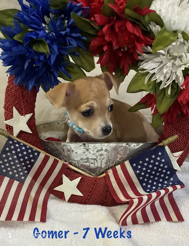 Gomer – Chiweenie puppy for sale in Englewood, FL