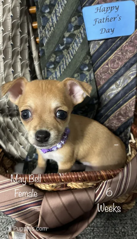 May Bell – Chiweenie puppy for sale in Englewood, FL