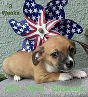 Able, a male Chiweenie for sale in Englewood, FL – 4 of 10