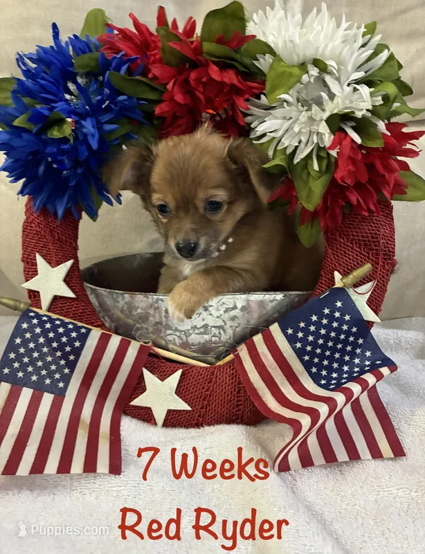 Red Ryder – Chiweenie puppy for sale in Englewood, FL
