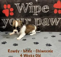 Rowdy, a male Chiweenie for sale in Englewood, FL – 1 of 4