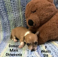 Gomer, a male Chiweenie for sale in Englewood, FL – 2 of 4