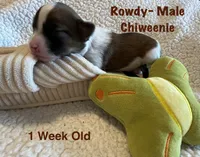 Rowdy, a male Chiweenie for sale in Englewood, FL – 4 of 4