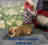 Gomer, a male Chiweenie for sale in Englewood, FL – 3 of 4