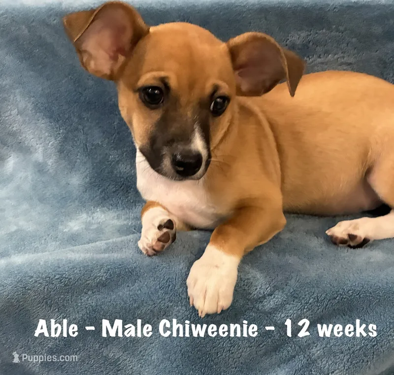 Able – Chiweenie puppy for sale in Englewood, FL