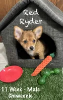 Red Ryder, a male Chiweenie for sale in Englewood, FL – 2 of 10