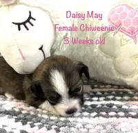 Daisy May, a female Chiweenie for sale in Englewood, FL – 2 of 4