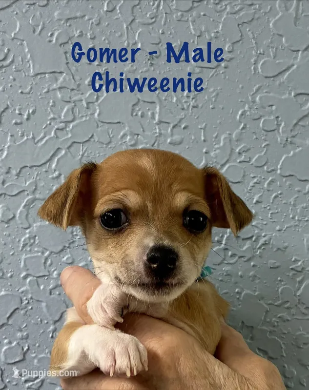 Gomer – Chiweenie puppy for sale in Englewood, FL