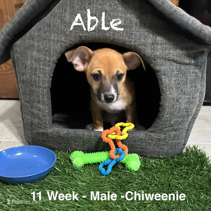 Able – Chiweenie puppy for sale in Englewood, FL
