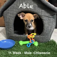 Able, a male Chiweenie for sale in Englewood, FL – 1 of 10