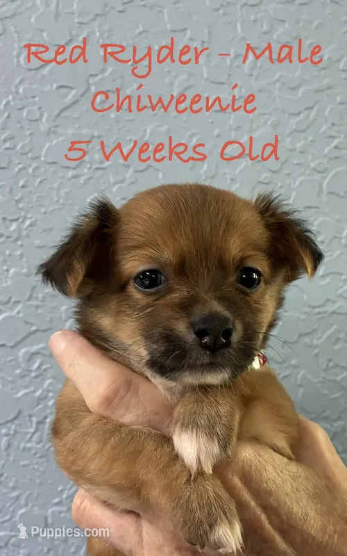 Red Ryder – Chiweenie puppy for sale in Englewood, FL