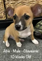 Able, a male Chiweenie for sale in Englewood, FL – 2 of 10