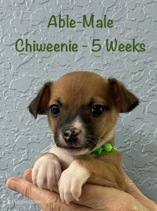 Able – Chiweenie puppy for sale in Englewood, FL