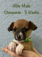 Able, a male Chiweenie for sale in Englewood, FL – 7 of 10