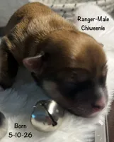 Ranger, a male Chiweenie for sale in Englewood, FL – 3 of 3