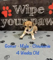 Gomer, a male Chiweenie for sale in Englewood, FL – 1 of 4