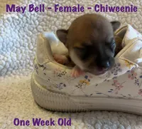 May Bell, a female Chiweenie for sale in Englewood, FL – 3 of 4