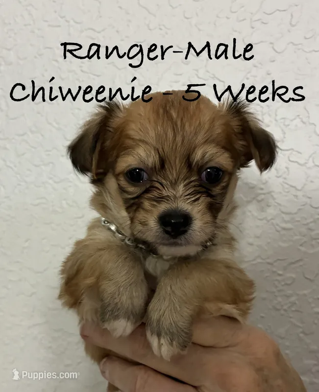 Ranger – Chiweenie puppy for sale in Englewood, FL
