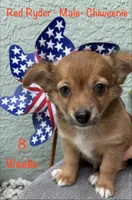 Red Ryder, a male Chiweenie for sale in Englewood, FL – 5 of 10
