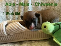 Able, a male Chiweenie for sale in Englewood, FL – 4 of 4