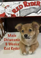 Red Ryder, a male Chiweenie for sale in Englewood, FL – 4 of 10