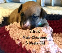 Able, a male Chiweenie for sale in Englewood, FL – 2 of 4