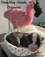 Daisy May, a female Chiweenie for sale in Englewood, FL – 4 of 4