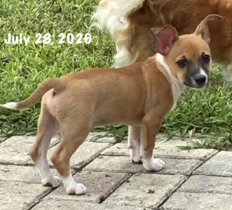 Able – Chiweenie puppy for sale in Englewood, FL