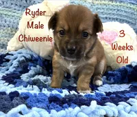 Red Ryder, a male Chiweenie for sale in Englewood, FL – 2 of 4