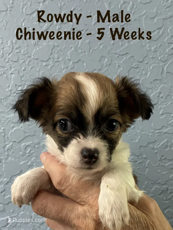 Rowdy – Chiweenie puppy for sale in Englewood, FL