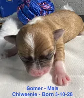 Gomer, a male Chiweenie for sale in Englewood, FL – 4 of 4