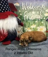 Ranger, a male Chiweenie for sale in Englewood, FL – 2 of 3